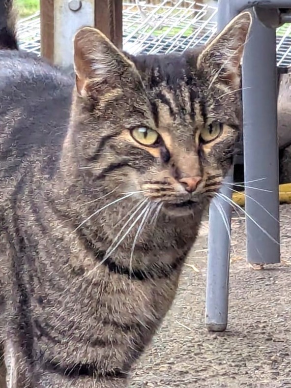 Alle unsere Katzen - Übersicht