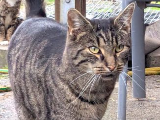 Tsatsu (Freigänger)