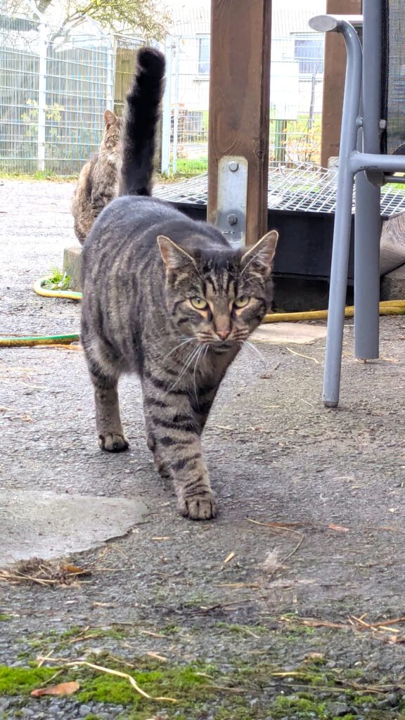 Tsatsu (Freigänger)