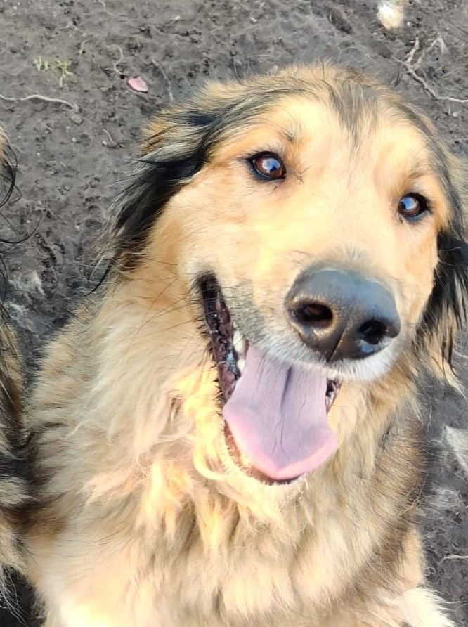 Alle unsere Hunde - Übersicht