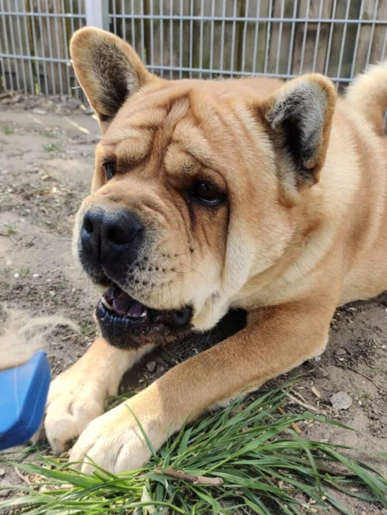 Alle unsere Hunde - Übersicht