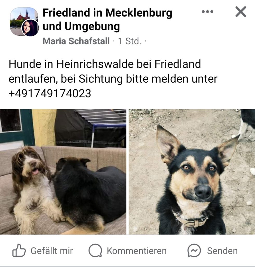 2 Hunde in Heinrichswalde
