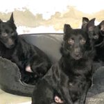 7 Angsthund-Pflegestellen & finanzielle Paten gesucht!