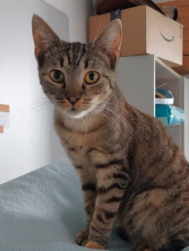 Alle unsere Katzen - Übersicht