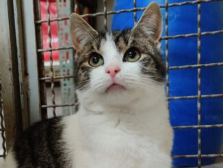 Klaus