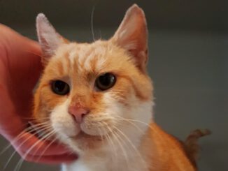 Jeffrey