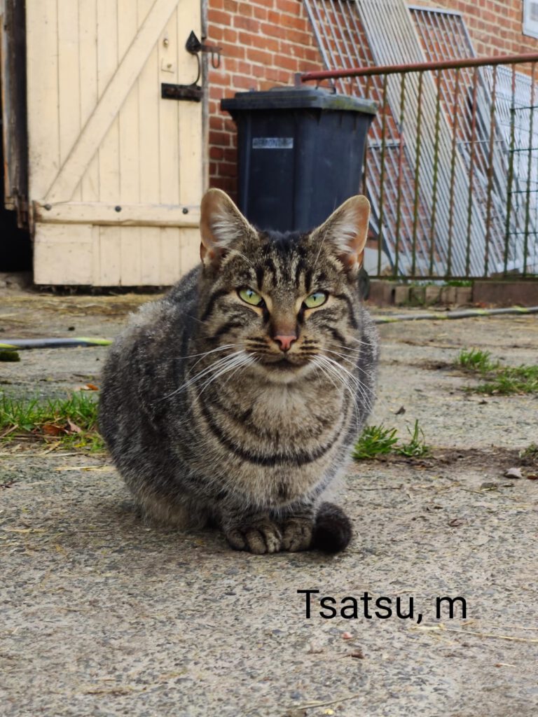 Tsatsu (Freigänger)