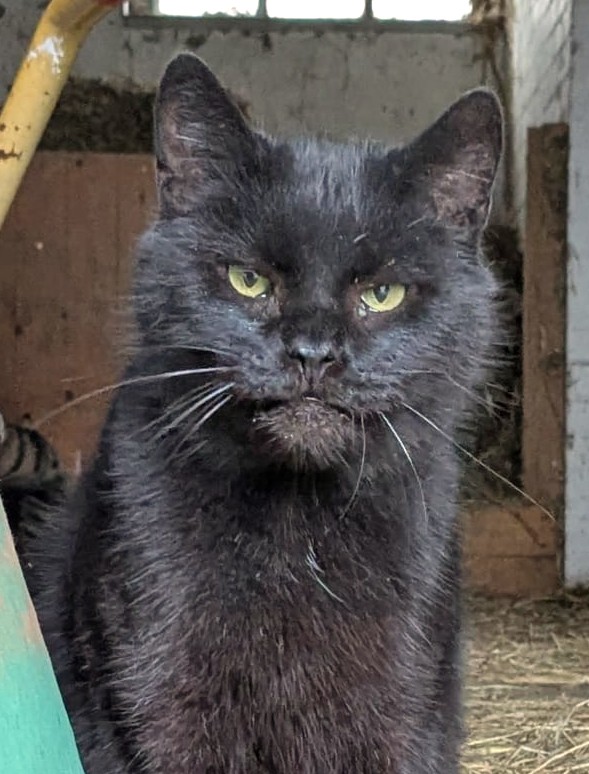 Alle unsere Katzen - Übersicht