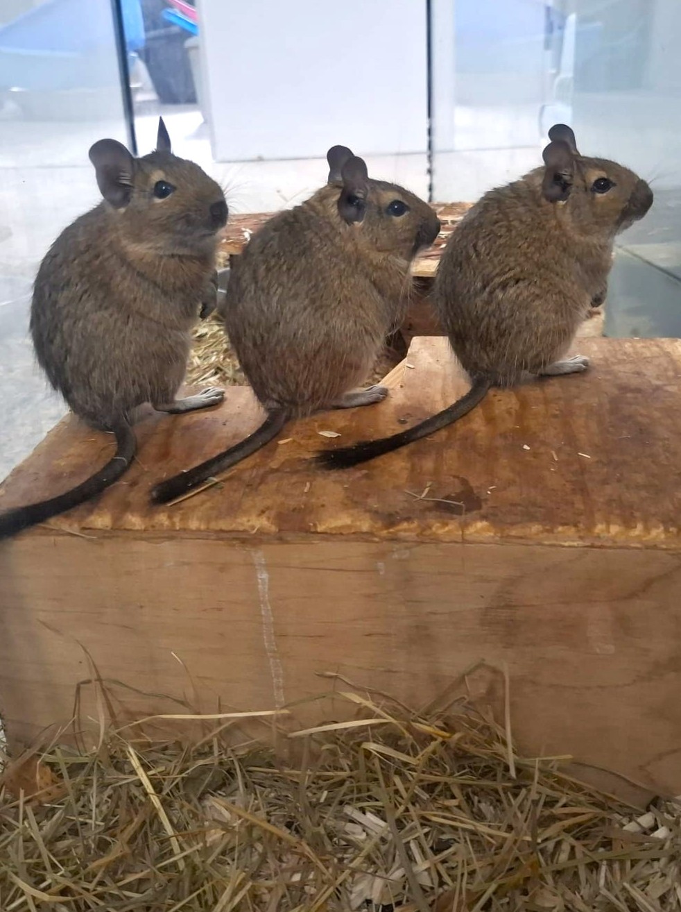 Alle unsere Kleintiere - Übersicht