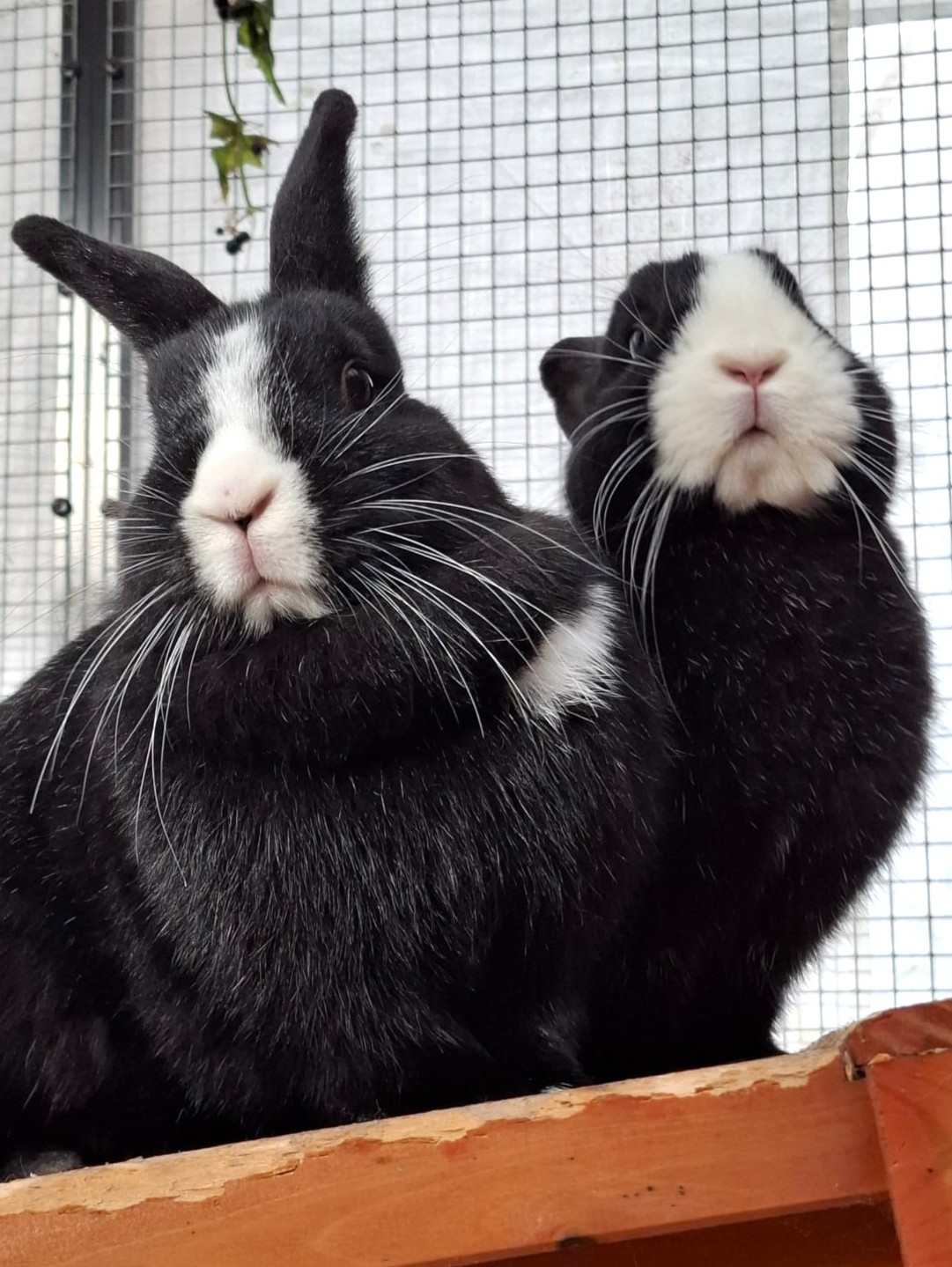 Alle unsere Kleintiere - Übersicht