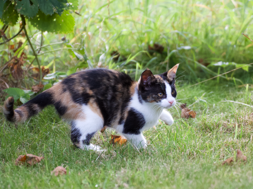 Kleiner Kater sucht neues liebevolles Zuhause!