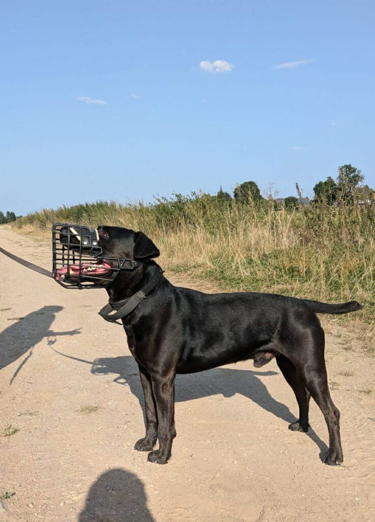 Heideterrier Lucky möchte ankommen!