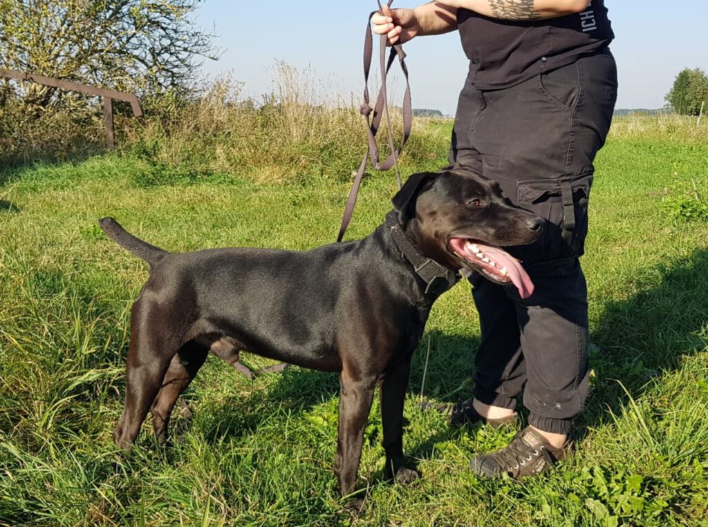 Heideterrier Lucky möchte ankommen!