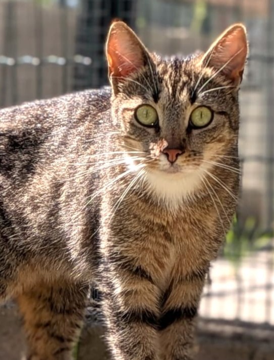 Alle unsere Katzen - Übersicht