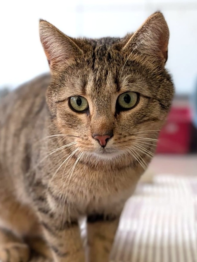 Alle unsere Katzen - Übersicht
