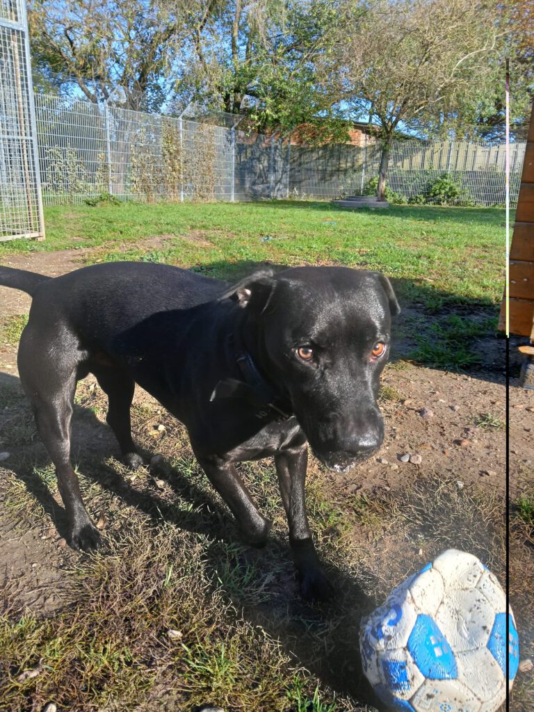 Heideterrier Lucky möchte ankommen!