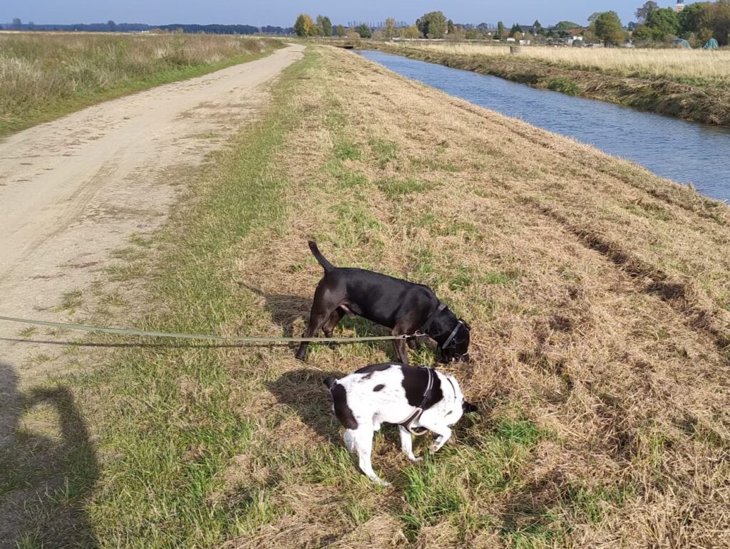 Heideterrier Lucky möchte ankommen!