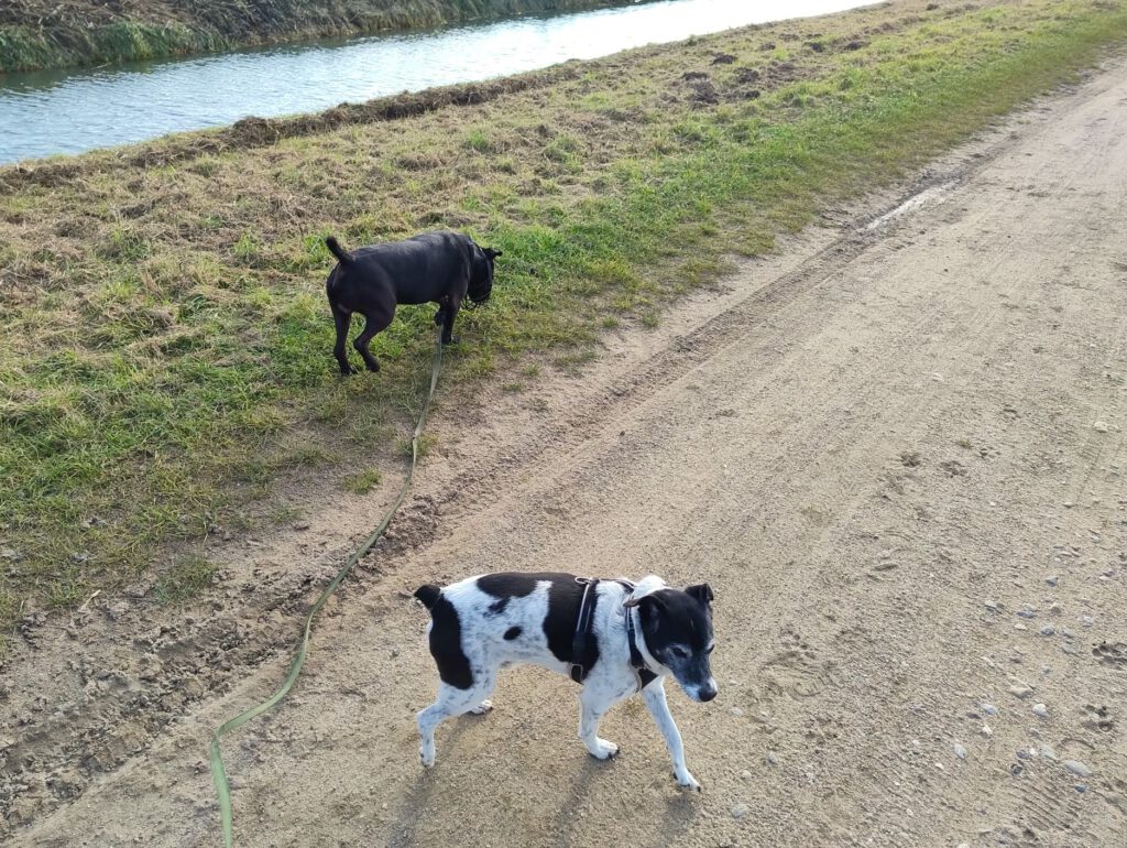 Heideterrier Lucky möchte ankommen!