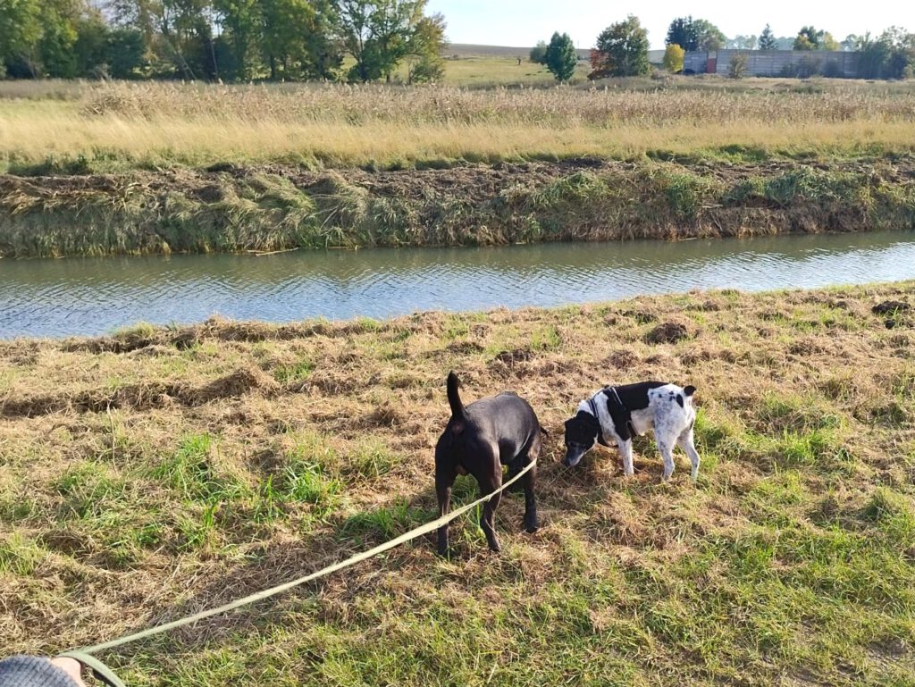 Heideterrier Lucky möchte ankommen!