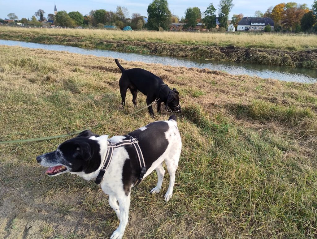 Heideterrier Lucky möchte ankommen!