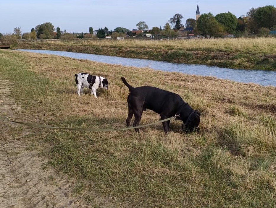 Heideterrier Lucky möchte ankommen!