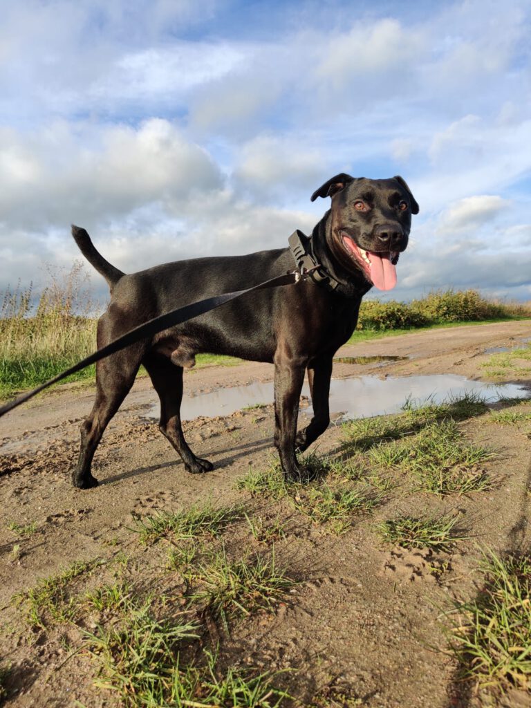 Heideterrier Lucky möchte ankommen!