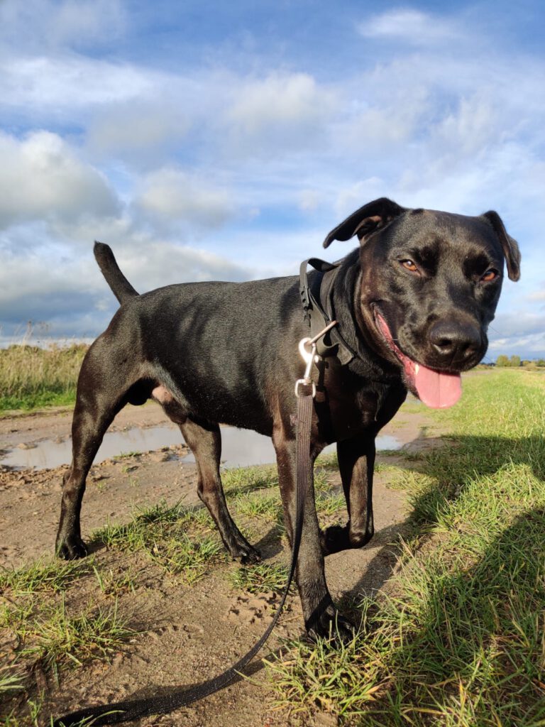 Heideterrier Lucky möchte ankommen!