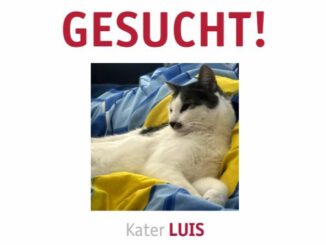 Kater Luis vermisst 17098 Friedland