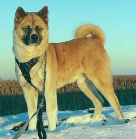 Vermittlungshilfe: Akita Chico