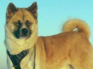 Vermittlungshilfe: Akita Chico