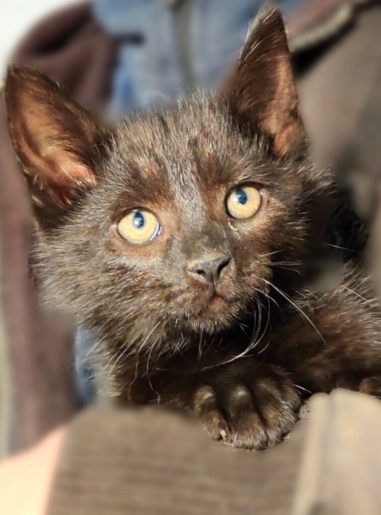 Alle unsere Katzen - Übersicht