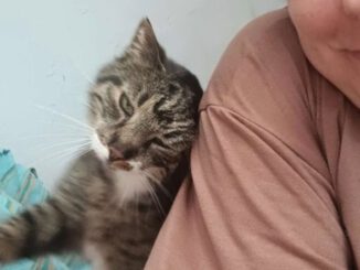 Unser einsamer Schmusekater Hanuta!