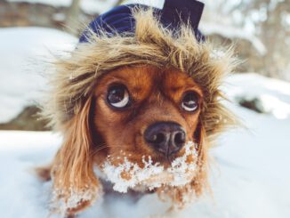 Tipps für den richtigen Umgang mit Tieren im Winter