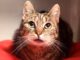 Notfell der Woche: Ludmilla