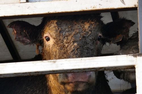 Wir essen transportiertes Tierleid