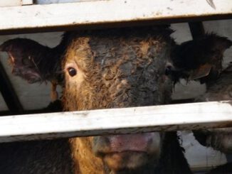 Wir essen transportiertes Tierleid