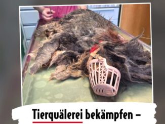 Petition für ein starkes Tierschutzgesetz