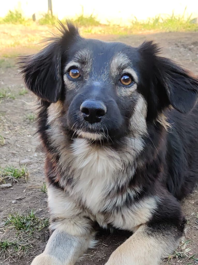 Alle unsere Hunde - Übersicht
