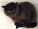 Lieber Kater (NB) sucht Freigang!