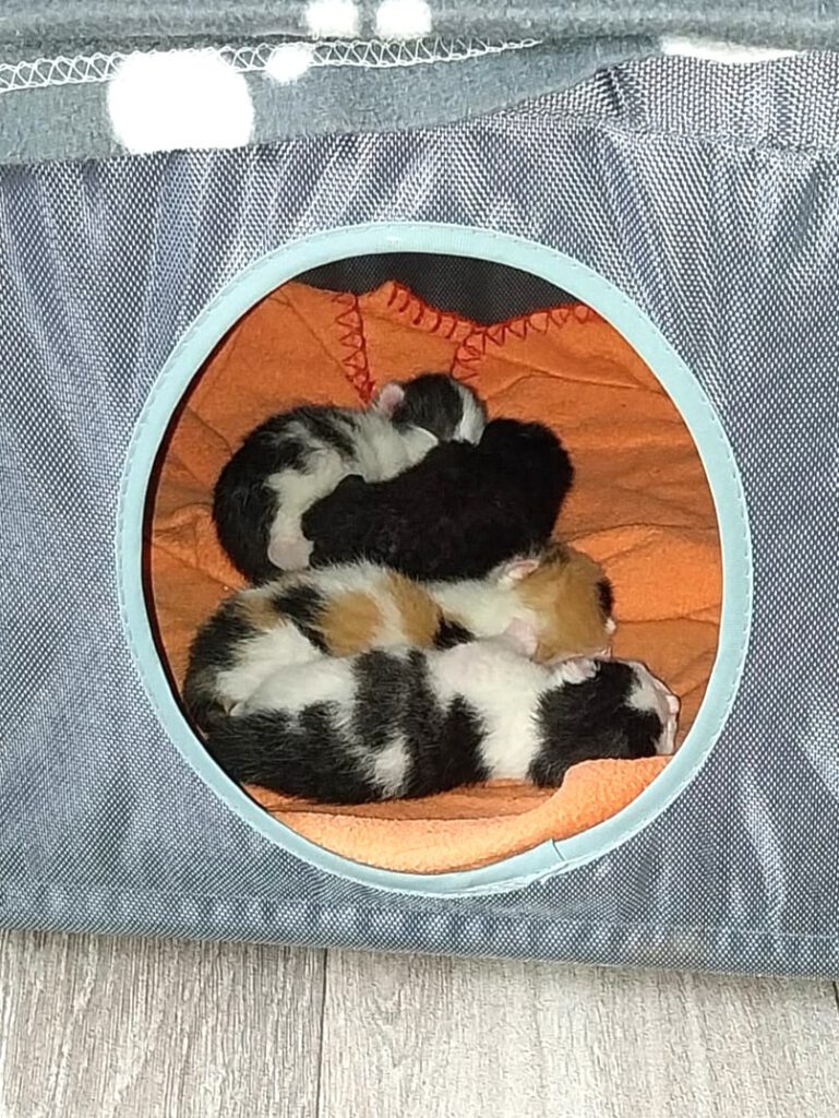 Mami Grey mit Babies: Gigi, Gin & Gale, Gabriel