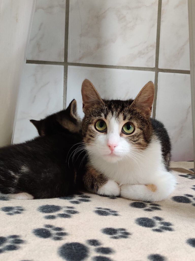Bacardi mit Bee, Bubi & Bugs Bunny (Bubbles RES.)