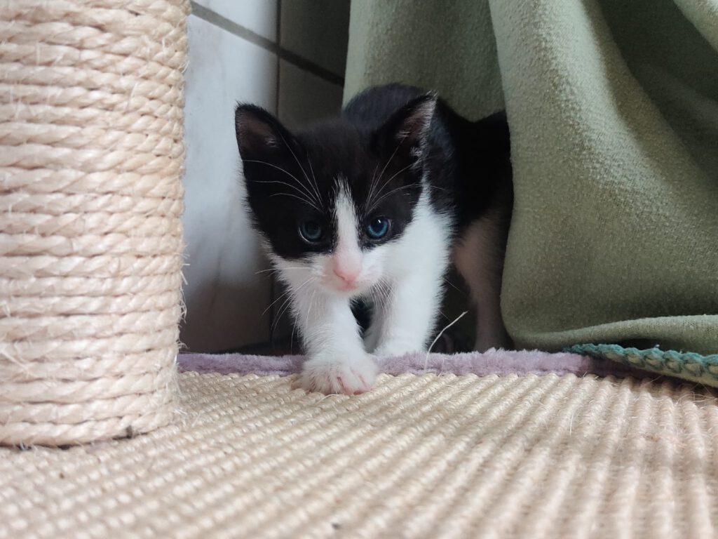 Bacardi mit Bee, Bubi & Bugs Bunny (Bubbles RES.)