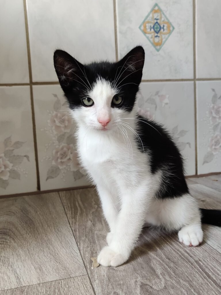 Bacardi mit Bee, Bubi & Bugs Bunny (Bubbles RES.)