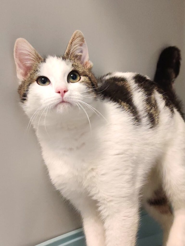 Alle unsere Katzen - Übersicht