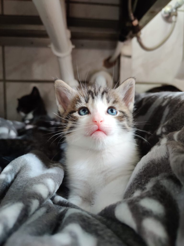 Bacardi mit Bee, Bubi & Bugs Bunny (Bubbles RES.)