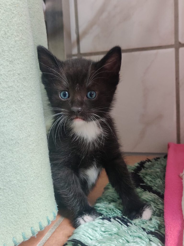 Alle unsere Katzen - Übersicht