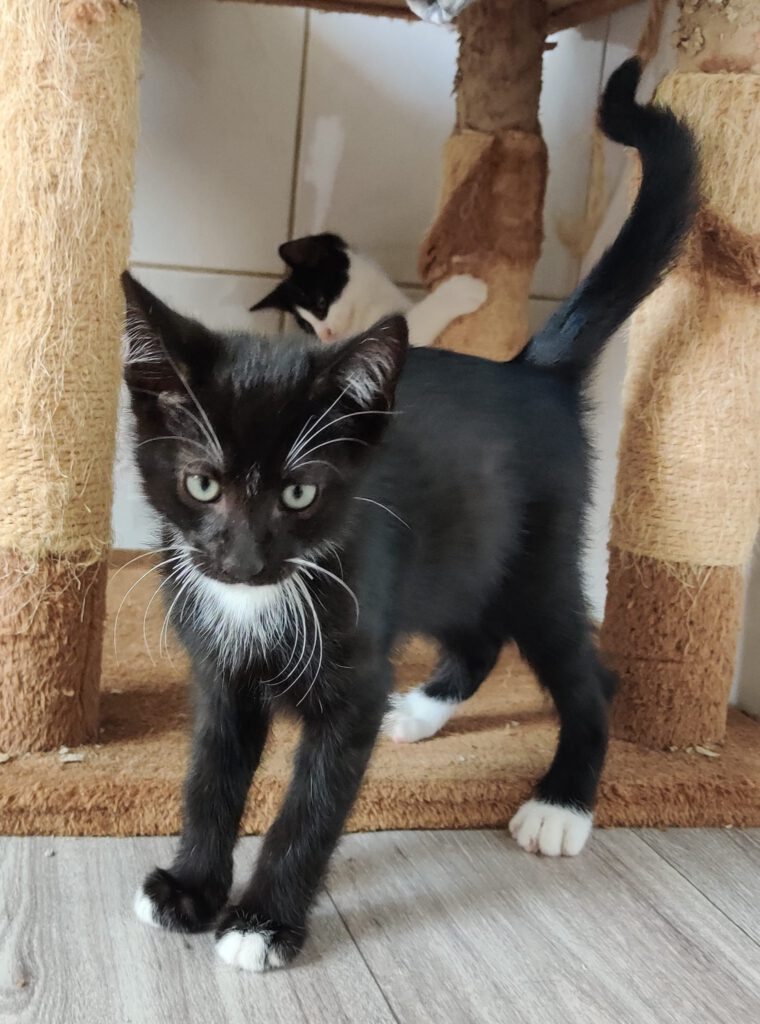 Bacardi mit Bee, Bubi & Bugs Bunny (Bubbles RES.)