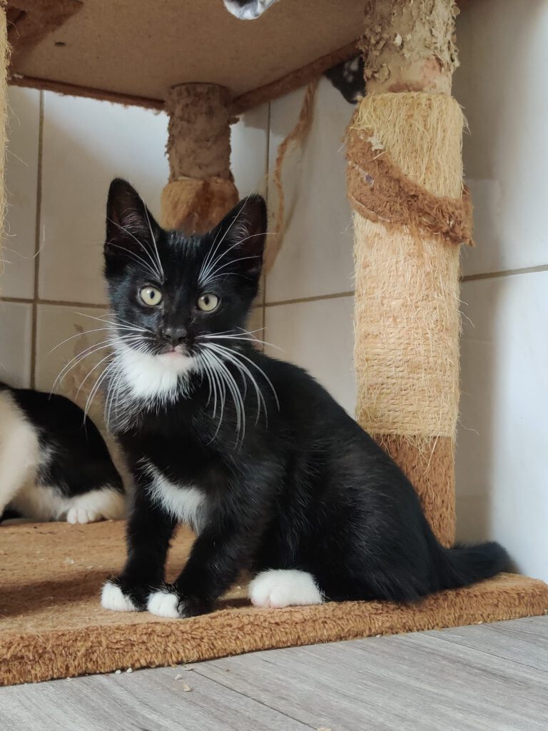 Bacardi mit Bee, Bubi & Bugs Bunny (Bubbles RES.)