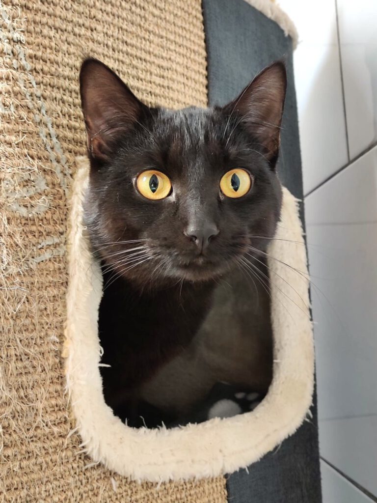 Alle unsere Katzen - Übersicht