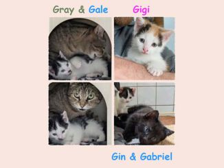 Grey (Gigi & Gale auf PROBE)
